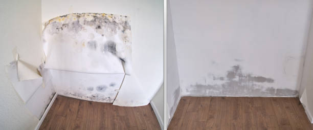 Best Mold Remediation Experts  in USA